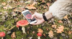 Aplikacja do rozpoznawania grzybów