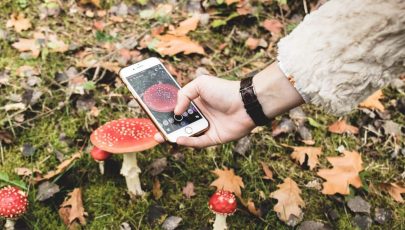 Aplikacja do rozpoznawania grzybów