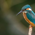 Aplikacje do rozpoznawania ptaków