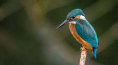 Aplikacje do rozpoznawania ptaków