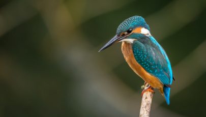 Aplikacje do rozpoznawania ptaków