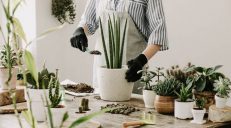 aplikacje do rozpoznawania roślin