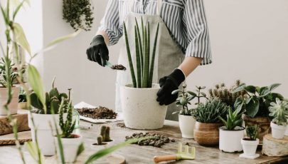 aplikacje do rozpoznawania roślin