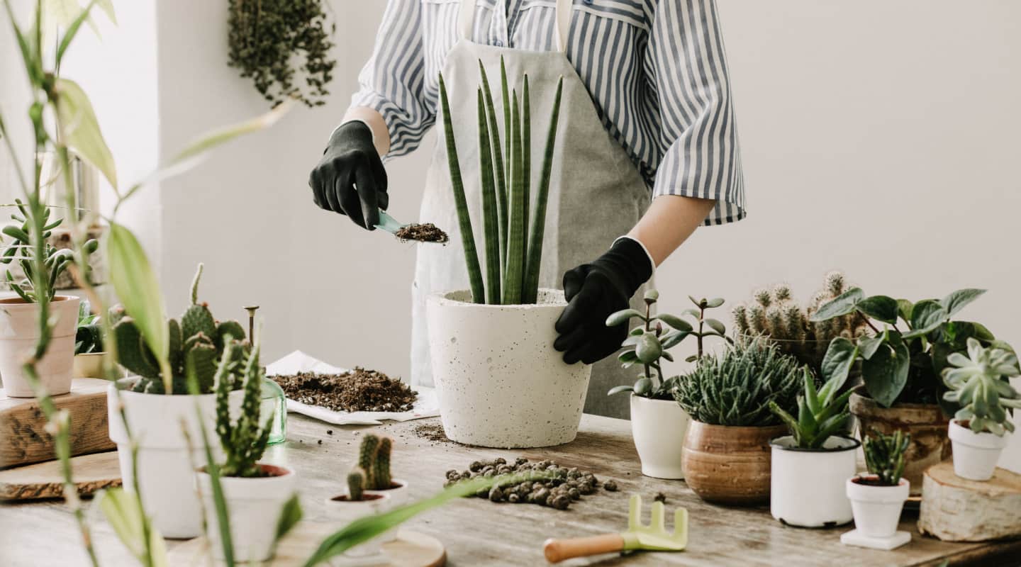 Aplikacja do rozpoznawania roślin. Jak sprawdzić, co to za roślina?